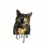 A digitally drawn multi-coloured cat, with her name, "Ceefa" in digitally calligraphy.