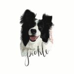 A digitally drawn Border Collie, with her name "Pickle" in black, digital calligraphy